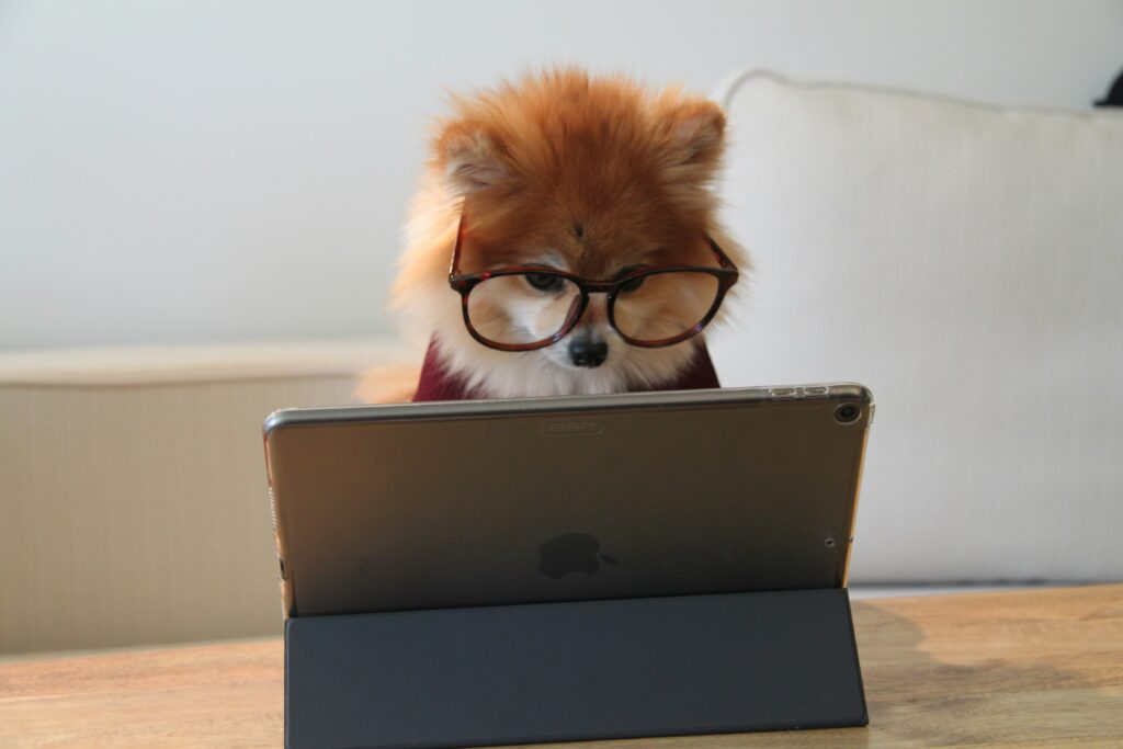 MDR Dog - Cloud Cat Services LLC Smart Dog researching which MDR solutions are the best for him